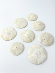 カシパン【約5.5～7.5ｃｍ/5個入】En: Laganidae (Size:5.5-7.5cm, per 5pcs) 貝殻