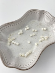 淡水真珠貝 - 丸ビーズ【約3mm/約34個・約10cm】[メール便可]まとめ買い10%OFF #301 貝殻