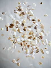 シェルフレーク(淡水真珠貝)【約3～7mm(約10g)】#1286[メール便可]まとめ買い20%OFF 貝殻