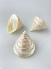 テクトスピラミス真珠磨き【約5～6ｃｍ/1個】  En: Tectus Pyramis pearlized (Size:5-6cm, per 1pc) 貝殻