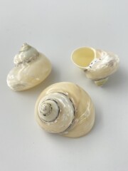 ピカ　真珠磨き-ホワイト-(チャウダーガイ)【約5±0.5ｃｍ/1個】En:Cittarium Pica pealised(size:5±0.5cm, per 1pc) 貝殻