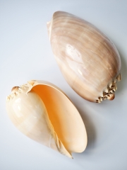 メロディアデマ磨き【約14～16cm/1個】En:Melo Diadema buffed 貝殻