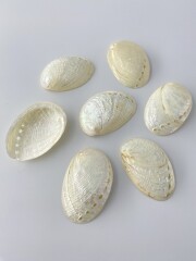 パルチャーム真珠磨き【5ｃｍ前後/10枚】[メール便可-8袋まで]  En: Haliotis Pulcherima pearlized(Size:5cm, per 10pcs) 貝殻