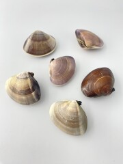 国産 天然 ハマグリペア -小-【5ｃｍ前後/1組】  En: Meretrix lusoria pair (Size:5cm, per 1pair) 貝殻