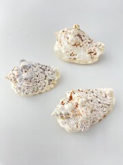 イボソデガイ【約6～8ｃｍ/3個入】 En:Strombus lentiginosus(Size:6-8cm, per 3pcs) 貝殻