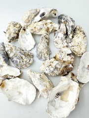 国産 牡蠣殻(カキ殻)【約3ｋｇ】【約8～15ｃｍ】♪便利なネット入り！♪    En: Japanse oyster in net bag(Size:8-15cm, per 3kg) 貝殻