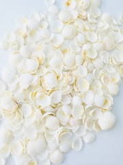 タイニーカップシェル【約0.5～1.0ｃｍ/100ｇ】[メール便可-400ｇまで]  En: tiny cup shell (Size:0.5-1.0cm) 貝殻