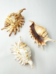 4月のお買い得 [20%OFF]ムカデソデガイ【約12±１cm】  En:  Lambis  millepeda (Size:12±１cm) 貝殻