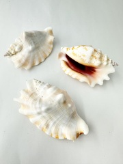 ヒメゴホウラ【8ｃｍ前後】 En:  Strombus Sinuatus (size:8cm) 貝殻