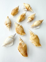 シドロガイ【約5～6ｃｍ/10個入】[メール便可-6袋まで] En: Strombus japonicus(Size:5-6cm, per 10pcs) 貝殻