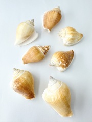 カナリウム ブラウン(サザナミスイショウガイ)【約4～6ｃｍ】[メール便可-300ｇまで]    En:  Strombus Canarium -brown-(Size:4-6cm) 貝殻