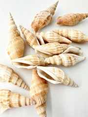 タケノコシドロ【約5～9ｃｍ】[メール便可-300ｇまで]     En:  Strombus Vittatus (Size:5-9cm) 貝殻