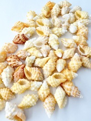 コーナス【約2～2.5ｃｍ/100ｇ】[メール便可-4袋まで]    En: Drupella cornus (size: 2-2.5cm, per 100g) 貝殻