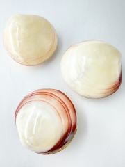 ティグリナ（磨き）（ツキガイ）【8ｃｍ前後/1個】En:  Codakia tigerina polished (Size:8cm, per 1pc) 貝殻
