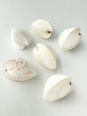 ハーフハート【約3～4ｃｍ/6個】[メール便可-6袋まで] En: Lunulicardia subretusa (Size:3-4cm, per 6pcs) 貝殻