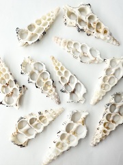 カットノドロソン(オニノツノガイ)【約6～9cm】[メール便可]En: Shell Cut, Crethium Nodolosum 貝殻