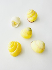 ビリドリアスタータ【約1.5～2.5ｃｍ/5個】　[メール便可-28袋まで]    En: Yellow striped land snail (size:1.5-2.5cm, per 5pcs) 貝殻