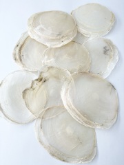 カピス自然【約8～10ｃｍ/約1kg】En:Capiz Natural 貝殻