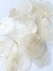 カピス自然-小-【約6～7ｃｍ前後/約1kg】En:Capiz Natural 貝殻
