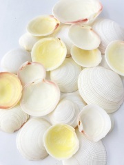 ツキガイ片面【約4～8ｃｍ/約500ｇ】　  En:  Codakia tigerina (Size:4-8cm, per 500g) 貝殻