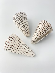 クロフモドキ（磨き）【約9～10ｃｍ/1個】  En: Conus leopardus buffed (size: 9-10cm, per 1pc) 貝殻
