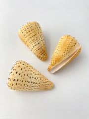 ダイミョウイモ【約8～10ｃｍ/1個】  En: Beech Cone (Size:8-10cm, per 1pc) 貝殻
