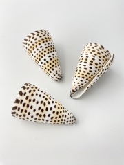 アンボンクロザメ（自然）【約6～7ｃｍ/1個】En: Letter Cones  (size:6-7.5cm, per 1pc) 貝殻