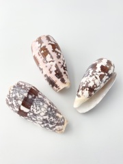 ニシキミナシ（自然）【7.5ｃｍ以上/1個】  En:Striate Cone (Size:7.5cm up, per 1pc) 貝殻