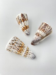 ミカドミナシ（磨き）【約6.5～7.5ｃｍ/1個】  En:Imperial Cone (size:6.5-7.5cm, per 1pc) 貝殻