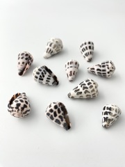 マダライモ【約2～3ｃｍ/10個入】[メール便可-5袋まで] En: Olive shell (size:2-3cm, per 10pcs) 貝殻