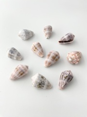 アリストファン【約2.5～3.3ｃｍ/10個入】[メール便可-9袋まで] En:Conas Aristophanes (size:2.5-3.3cm, per 10pcs) 貝殻