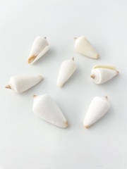メンネルイモ【約3ｃｍ前後/10個入】[メール便可-12袋まで]   En:Conus furvus(Size:3cm, per 10pcs) 貝殻