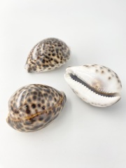 シプレアタイガー小(ホシダカラ)【6±0.5ｃｍ】En: Tiger Cowrie (size:6±0.5cm) 貝殻