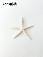 スターフィッシュ【7cm前後】　[メール便可 - 30個まで]（En：Finger Starfish, size: approx. 7cm) 貝殻