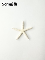 スターフィッシュ【5cm前後/10個】[メール便可 - 8袋まで]　（En：Finger Starfish, size: approx. 5cm) 貝殻