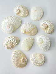 ペリザトチャーム真珠磨き【約4～6ｃｍ/10個】[メール便可-6袋まで]  En:Haliotis Pulcherima pearlized (size:4～6cm, per 10pc) 貝殻