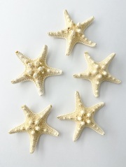 コブヒトデ★B品【7ｃｍ前後/5個入り】[メール便可-2袋まで]  En: Philippine starfish B grade (size:7cm, per 5pcs) 貝殻