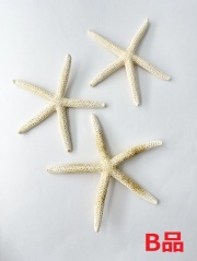 スターフィッシュB品【13ｃｍ前後/5個  】En：Finger Starfish B-grade, size: approx. 13cm, per:5pcs 貝殻