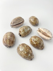 ヤクシマダカラ【約4～6ｃｍ/10個入】[メール便可-2袋まで]　En: Cypraea arabica (size:4-6cm, per 10pcs) 貝殻