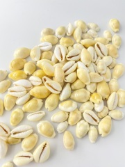 マニータイエロー【約1～2ｃｍ】[メール便可-400ｇまで]     En: Money cowrie yellow(size:1-2cm) 貝殻