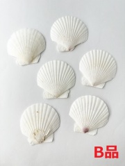 ■メール便可(12袋まで)■ホタテガイＢ品【約5ｃｍ/10枚】En: Japanese Scallop B-grade (size:5cm, per 10pcs) 貝殻