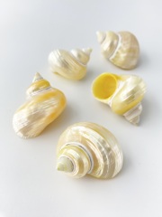 キングチサザエ真珠磨き【約4～5cm/5個入】[メール便可-5袋まで]  En: Turbo Gold Mouth pearlized(Size:4-5cm, per 5pcs) 貝殻