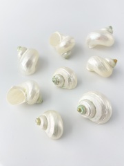 シルバーマウス真珠磨き【約2～3ｃｍ/5個】[メール便可-16袋まで]  En:Turbo snail pearlized (Size:2-3cm, per 5pcs) 貝殻