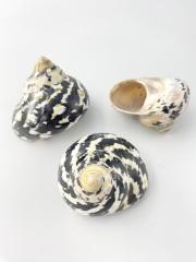 ヤドカリ向きの貝殻