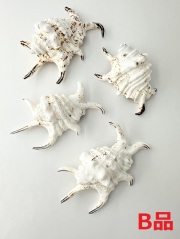 スイジガイ(水字貝)-B品-【12ｃｍ前後/1個】 En: Lambis chiragra  B grade (size:12cm, per 1pc) 貝殻