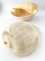 メロブロディリフ磨(ブローデリップヤシガイ)【約30ｃｍ前後/1個】 En:Melo broderipii (Size:30cm, per 1pc) 貝殻