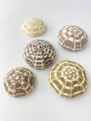 アルフォンスウーチン（ラッパウニ）【6ｃｍ前後/5個入】 En: Alfonso Urchin (size:6cm, per 5pcs) 貝殻