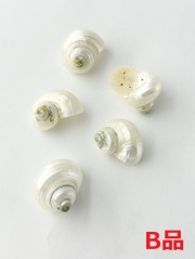 シルバーマウス真珠磨きB品【約2～3ｃｍ/5個】[メール便可-16袋まで] 貝殻