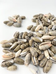 マクラガイミックス【約2～4.5ｃｍ/500ｇ】[メール便可-1袋まで]  En: Olive shell (size:2-4.5cm, per 500g) 貝殻