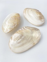 淡水真珠貝-両面-【約12～14ｃｍ/1個】  En: Freshwater pearl MOP polished pair (size:12-14cm, per 1pc) 貝殻